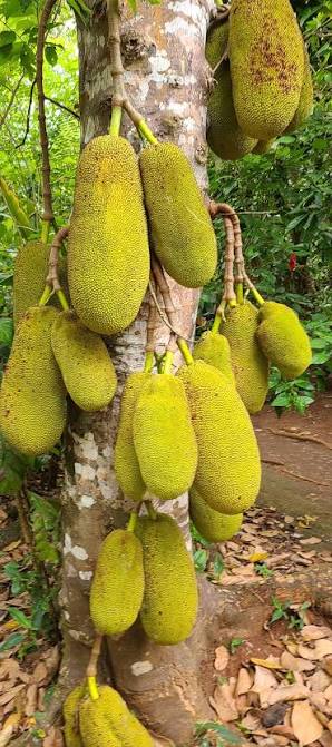 Spice Farm Tours